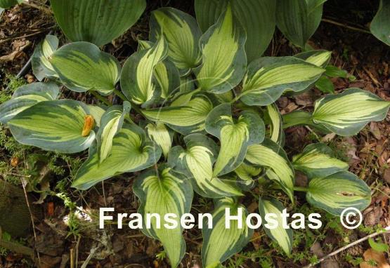 Hosta Teacher's Pride